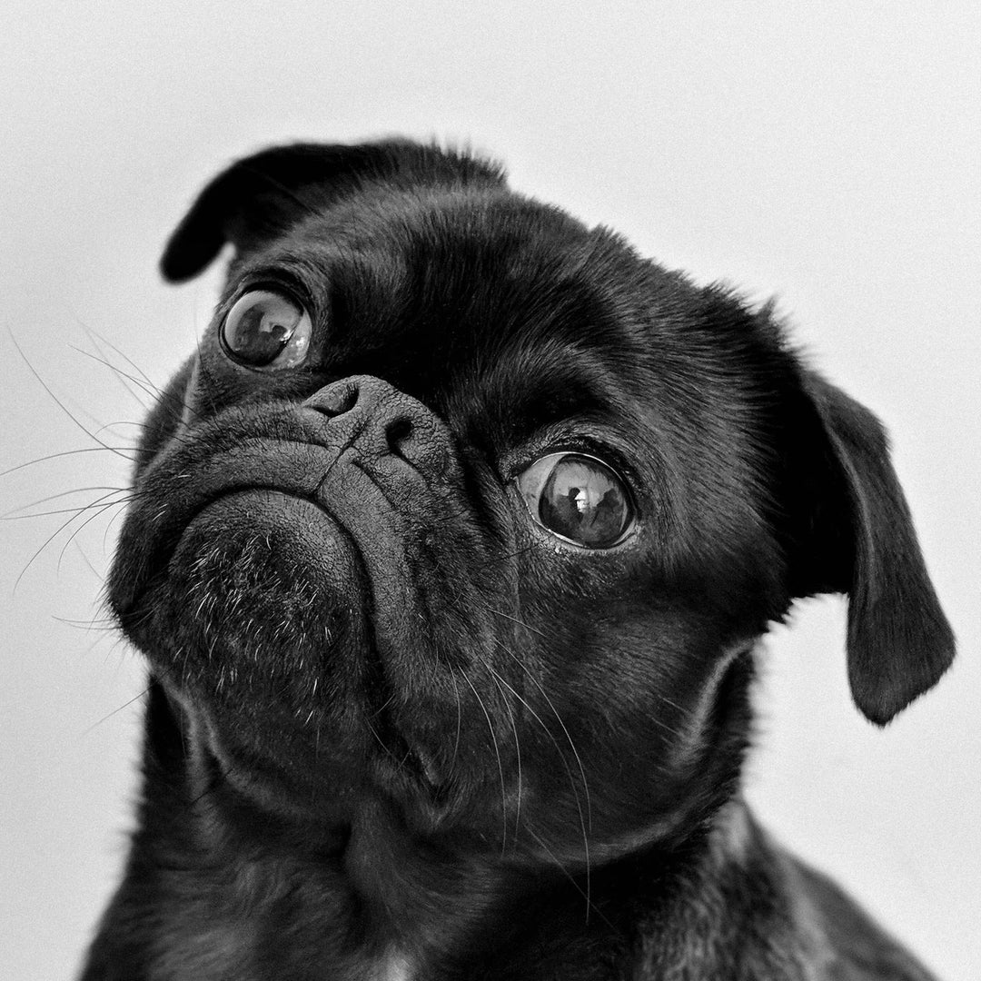 10 Proven Strategies for Paddleboarding with Anxious Dogs